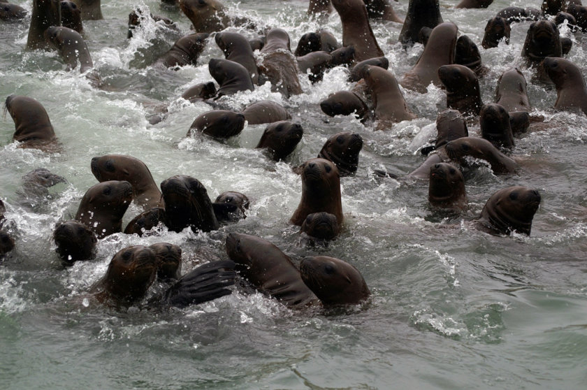 iles-ballestas