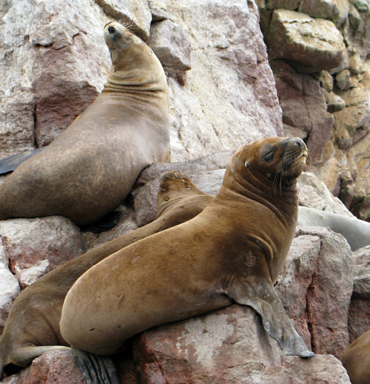 iles ballestas perou