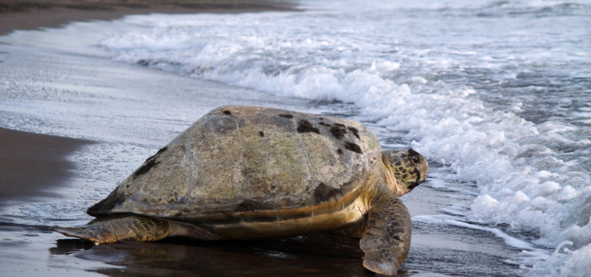 parc-national-tortuguero