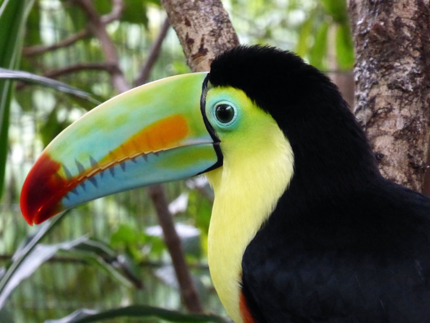 toucan-costa-rica