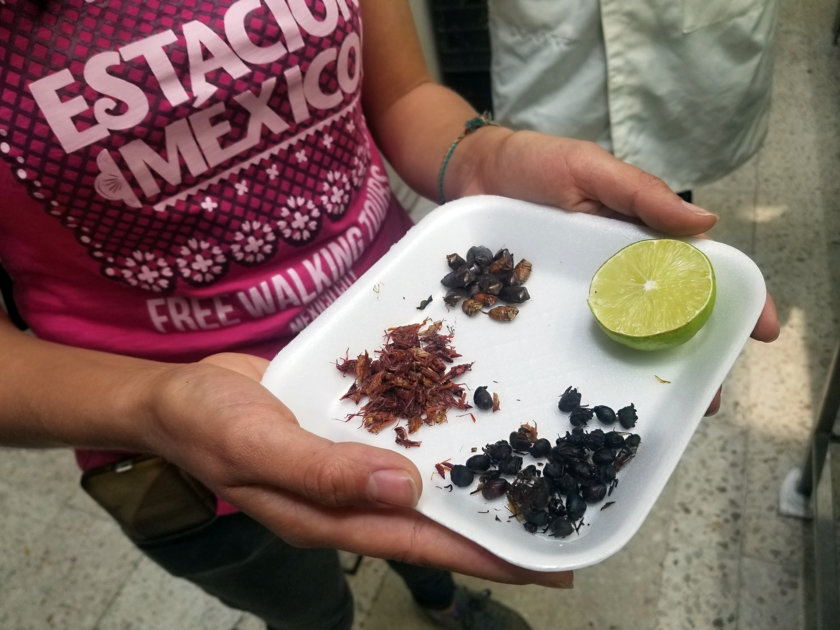 insectes marche san juan mexico