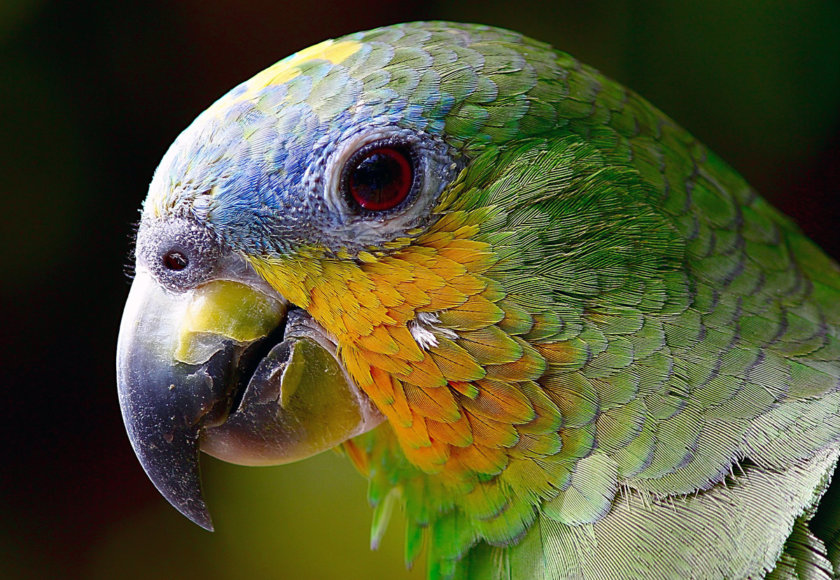 perroquet amazonie bolivie