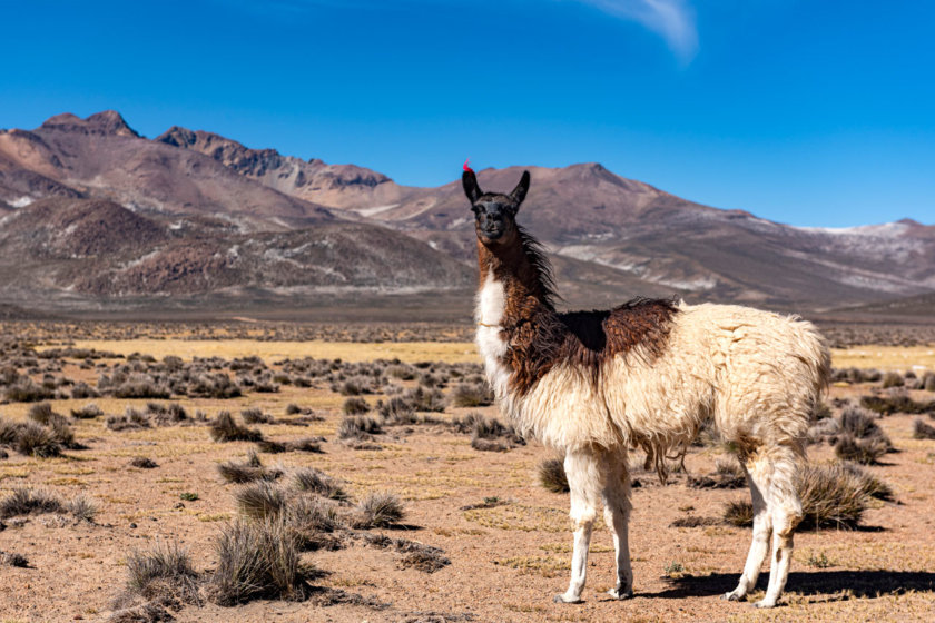 lama reserve colca