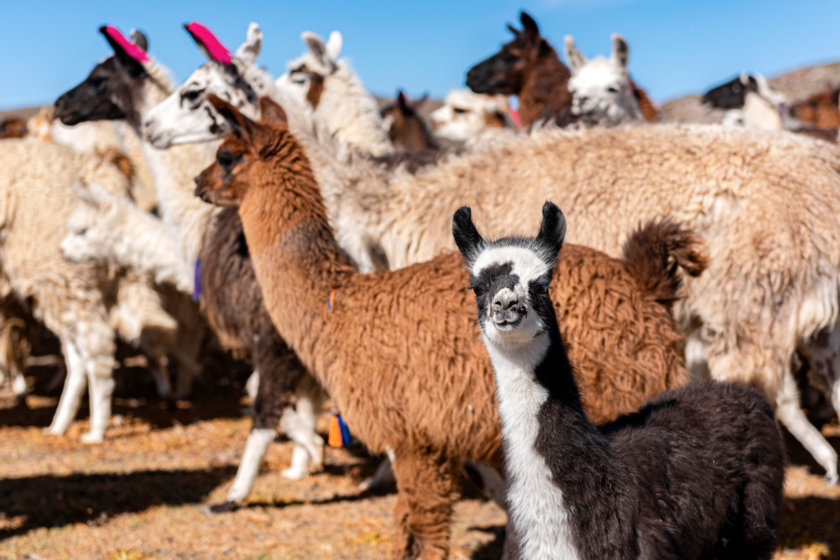 llamas salinas y aguada blanca