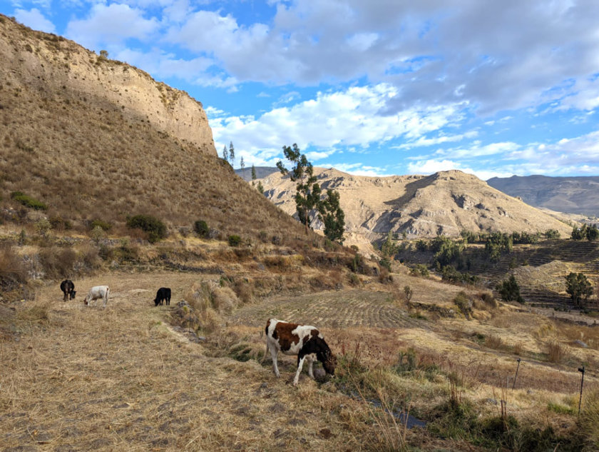 coporaque colca