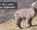 trek lares peru